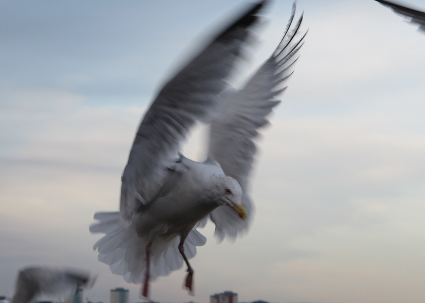 gull_flight_cropped